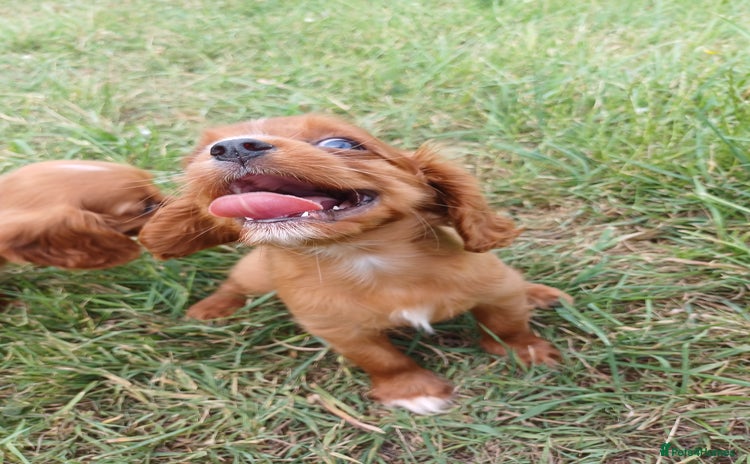 Cavalier King Charles Spaniel dogs - Advert 12