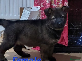 German Shepherd dogs Beautiful KC Registered German shepherd puppy 😍😍 - Advert 5