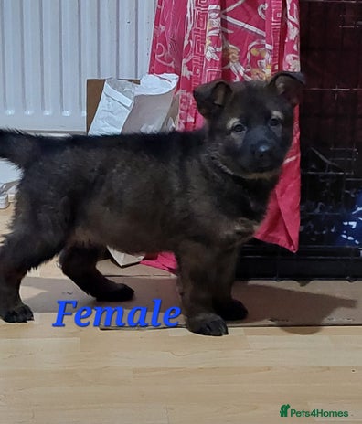 German Shepherd dogs Beautiful KC Registered German shepherd puppy 😍😍 - Advert 3