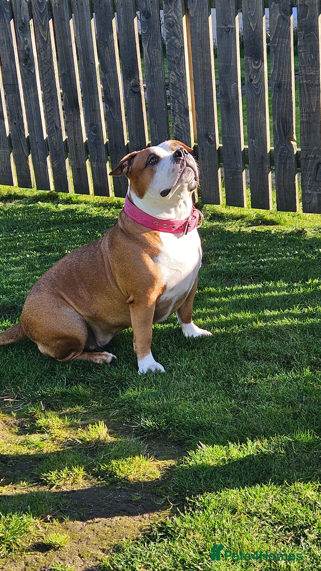 American Bully dogs for sale: 19 month old female pocket bully - Image 5