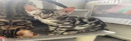 Bengal cats for sale: LAST THREE Ready now GCCF REGISTERED  - Advert 36