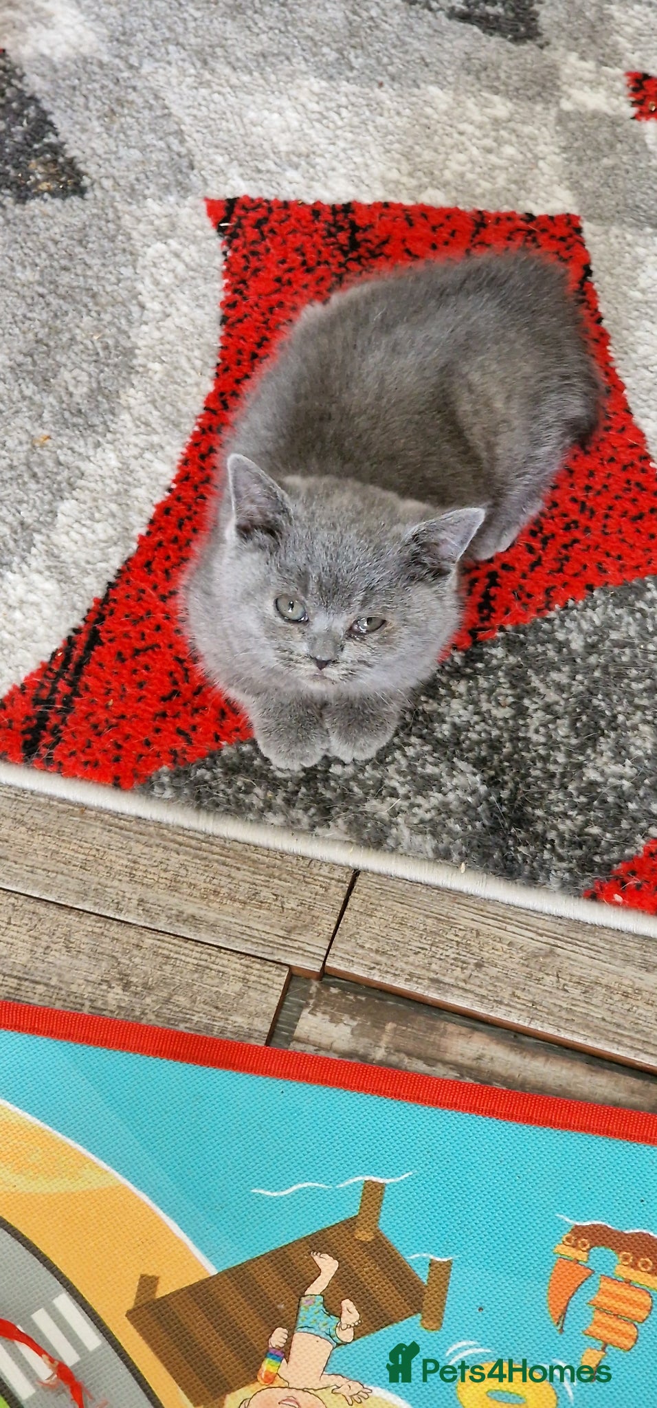 British Shorthair cats Lovely pure British shorthair ready  - Advert 1