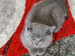 British Shorthair cats Lovely pure British shorthair ready - Advert 1