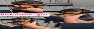 Pink Girl