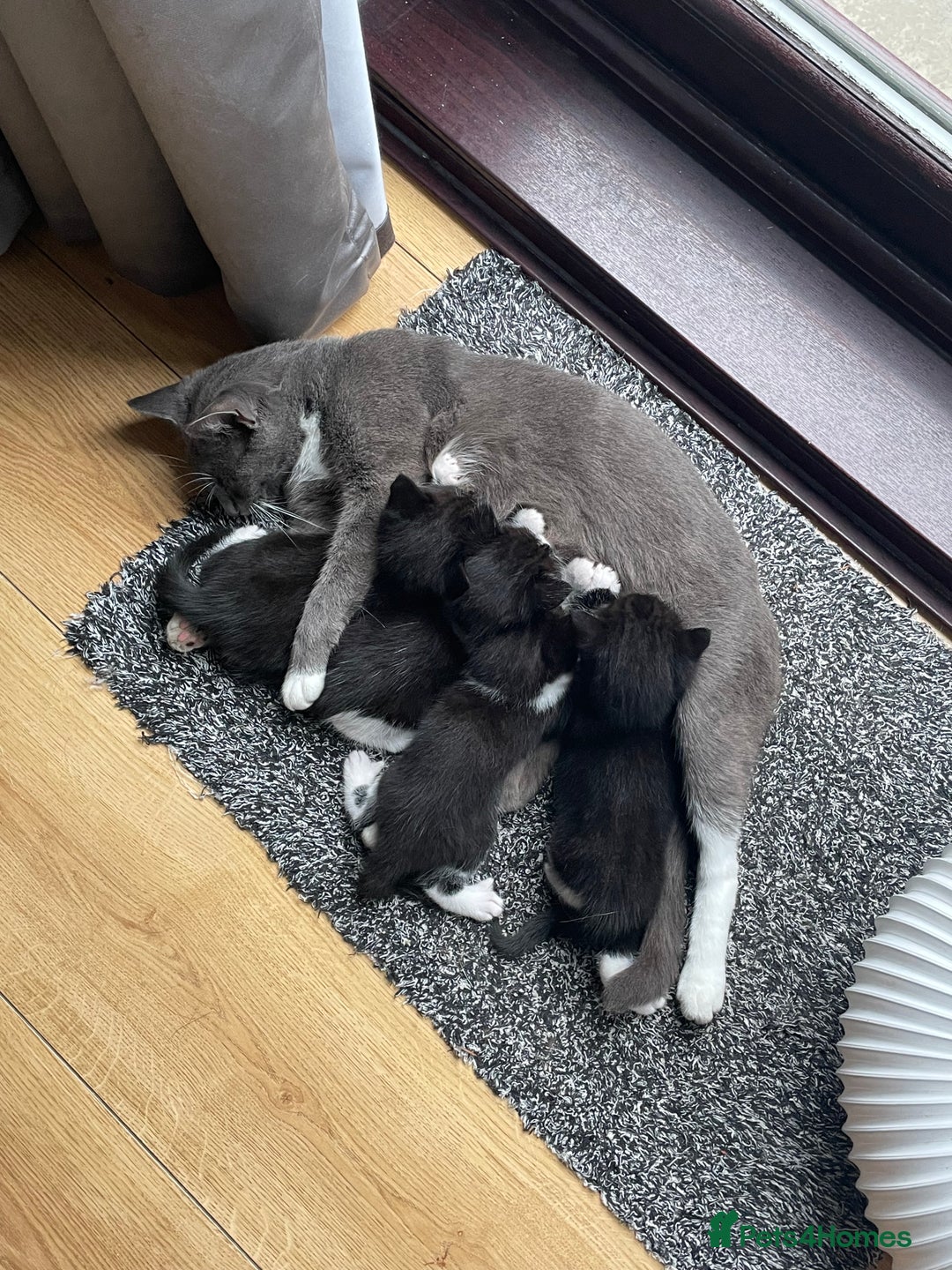 Domestic Shorthair cats for sale: 4 black and white kittens - Image 6