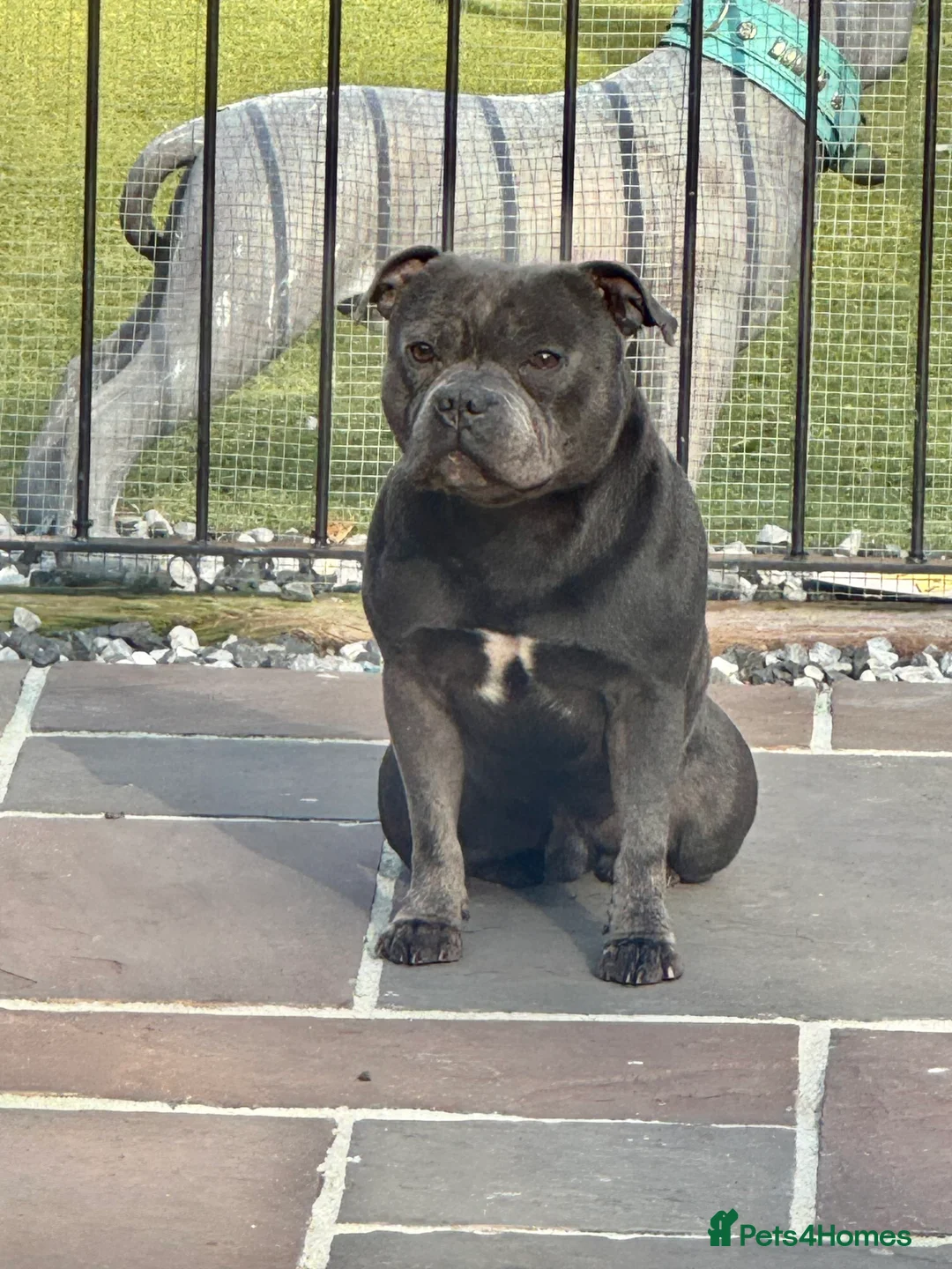 Staffordshire Bull Terrier dogs for stud: EXCEPTIONAL STUD. (litter brother to boss)  in Crewe - Advert 13