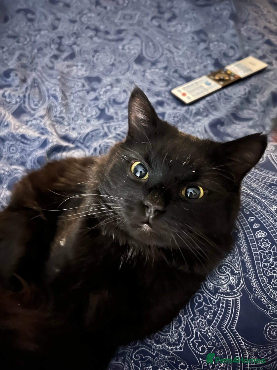 Bombay cats for sale: Milo - black male cat for sale 2 years old  - Image 3