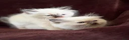 Ragdoll cats for sale: Beautiful Seal Point Kittens - Advert 6