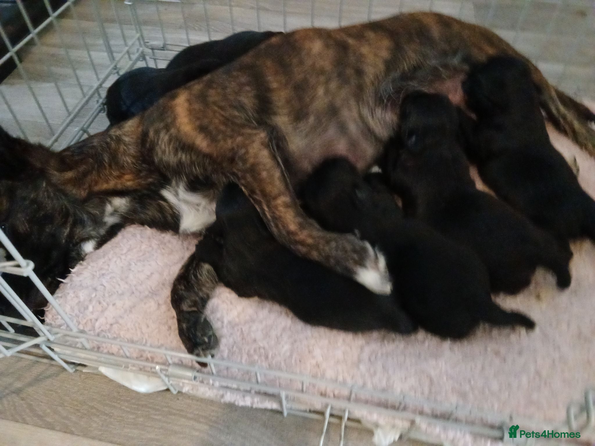 Mixed Breed dogs Hybrid Jack Tzu's - Advert 3