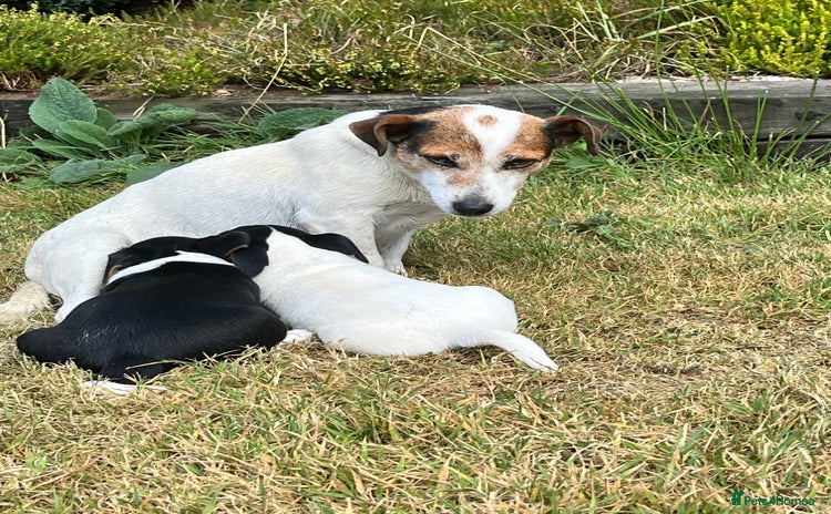 Jack Russell dogs - Advert 2