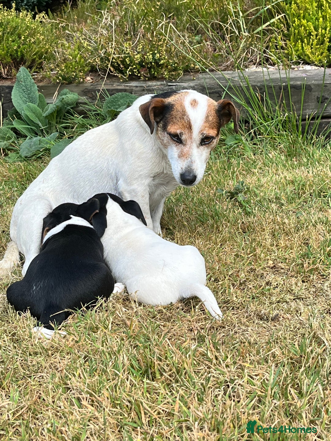 Jack Russell dogs for sale: Tri coloured Jack Russell puppies  - Image 1