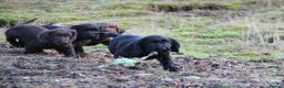 Cocker Spaniel dogs for sale: Gorgeous KC Reg Cocker Spaniels for Forever Homes - Advert 16