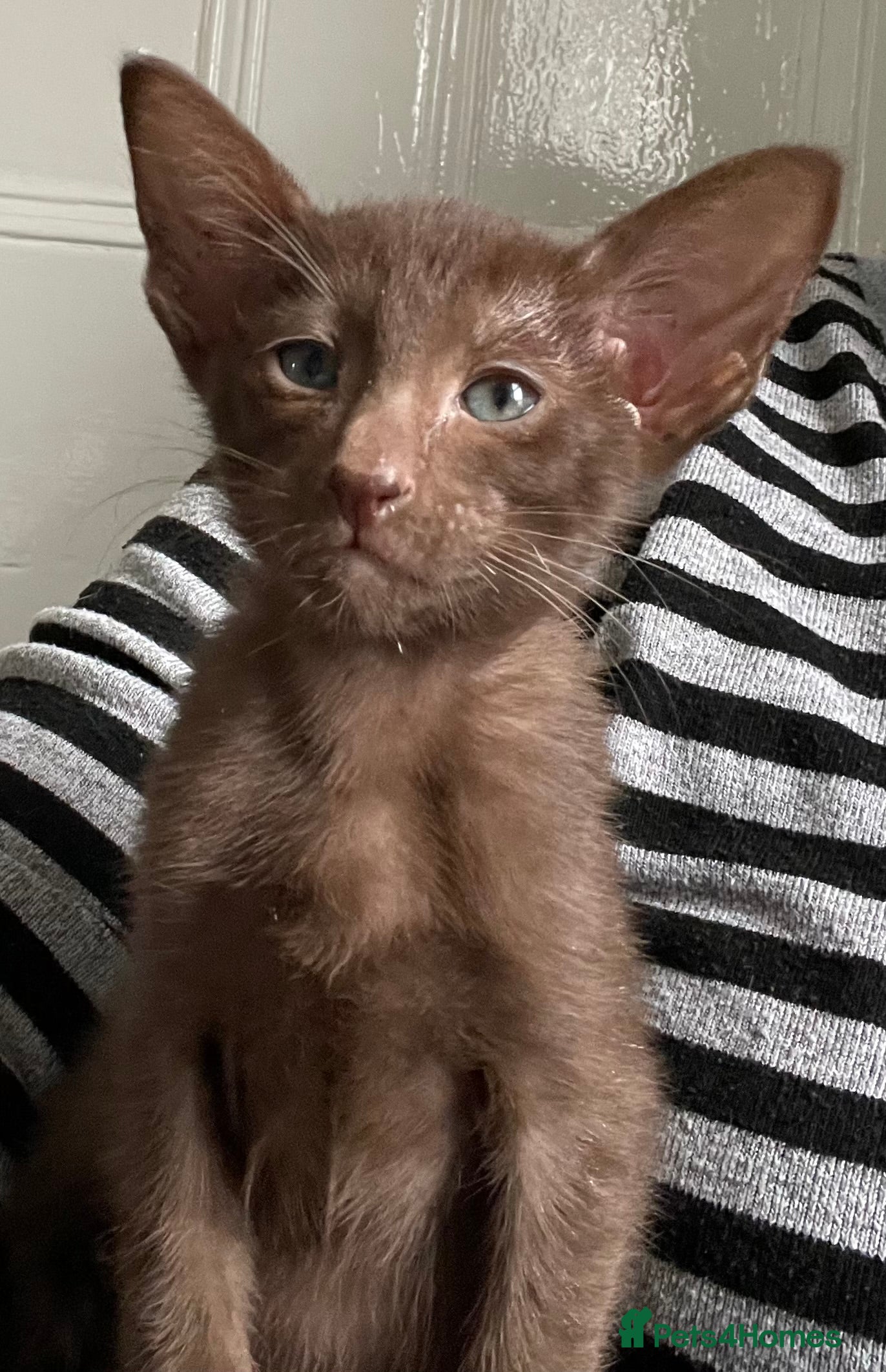 Oriental cats Gorgeous Havana Oriental boy - Advert 4