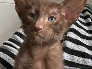 Oriental cats Gorgeous Havana Oriental boy - Advert 4