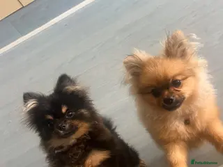 Pomeranian dogs TOY Pomeranian ready to go - Advert 12