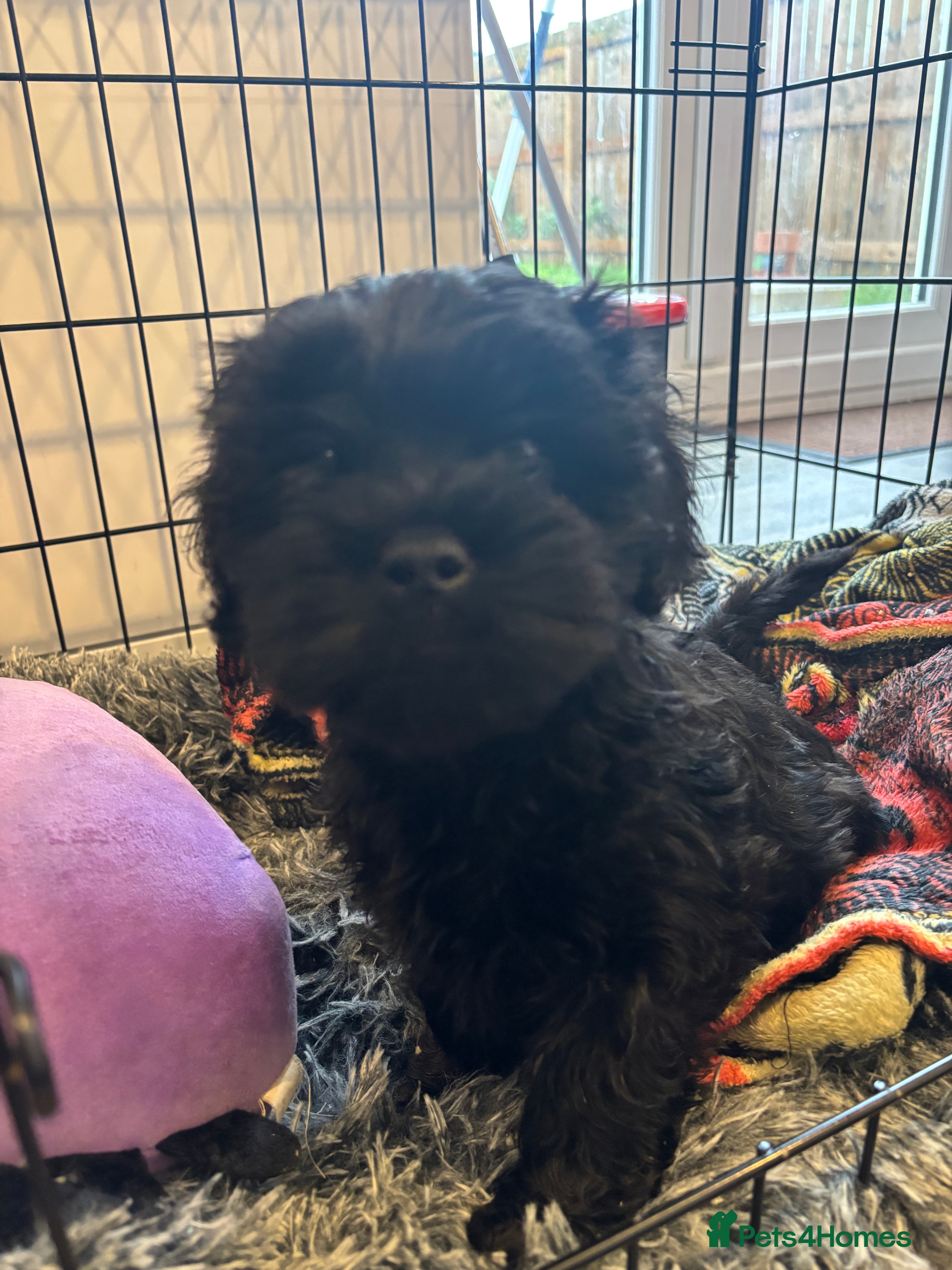 Mixed Breed dogs Sproodle Lhasa Apso Puppies Ready to take home - Advert 18