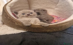 British Shorthair cats for sale: Chunky bsh kittens ready to leave now ❤️  - Image 15