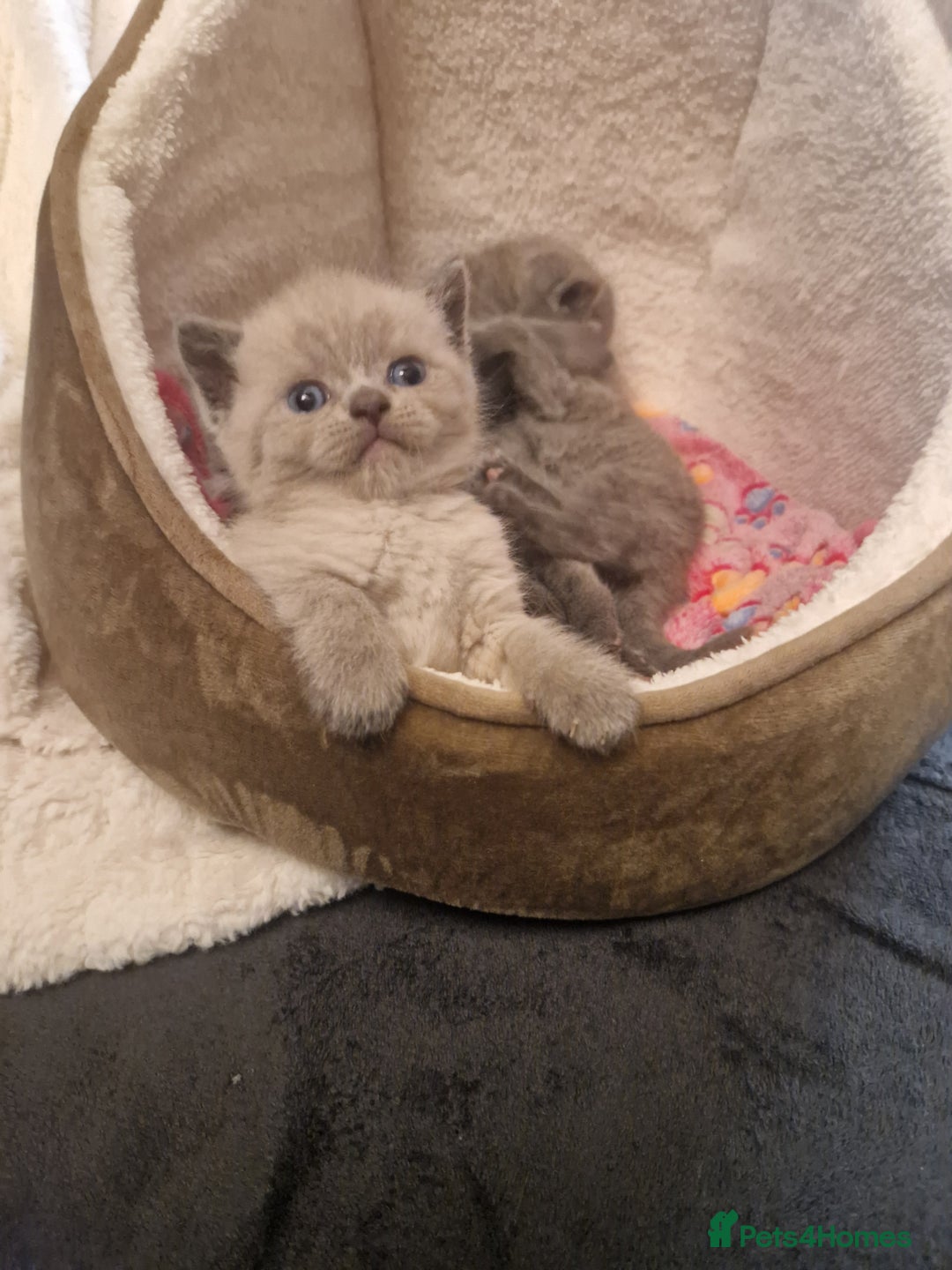 British Shorthair cats for sale: Chunky bsh kittens ready to leave now ❤️  - Image 15