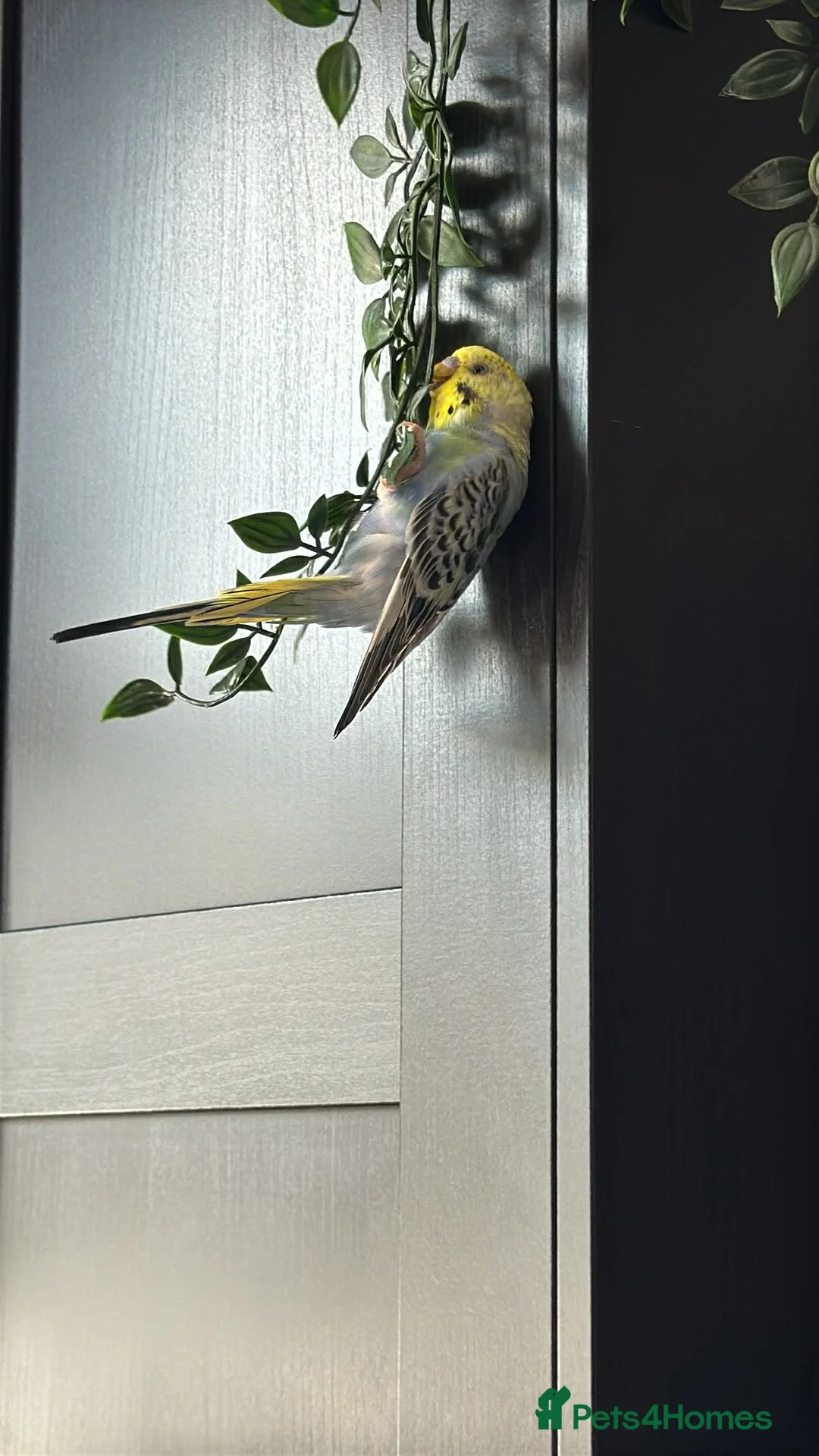 Budgerigars birds for sale: Cage and 3 Budgies for sale - Advert 2