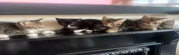 Mixed Breed cats for sale: 4, 8 week old kittens  - Advert 21