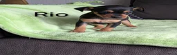 Mixed Breed dogs for sale: Miniature Pinscher x Russian Toy Terrier Puppies - Advert 6