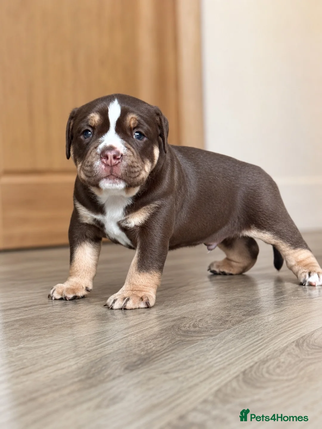 Olde English Bulldogge dogs for sale: QUALITY BRED OLDE ENGLISH BULLDOGGE - Advert 7