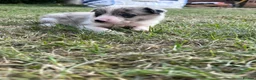Border Collie dogs for sale: Border Collie Puppies Merles & Red and Whites - Advert 12