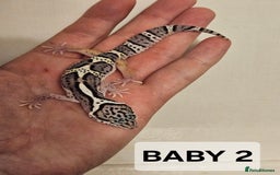 Leopard Gecko reptiles for sale: Home bred leopard geckos  - Image 7