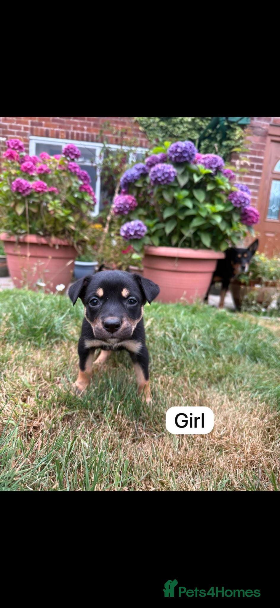 Australian Kelpie dogs Australian Kelpie Puppies - Advert 2