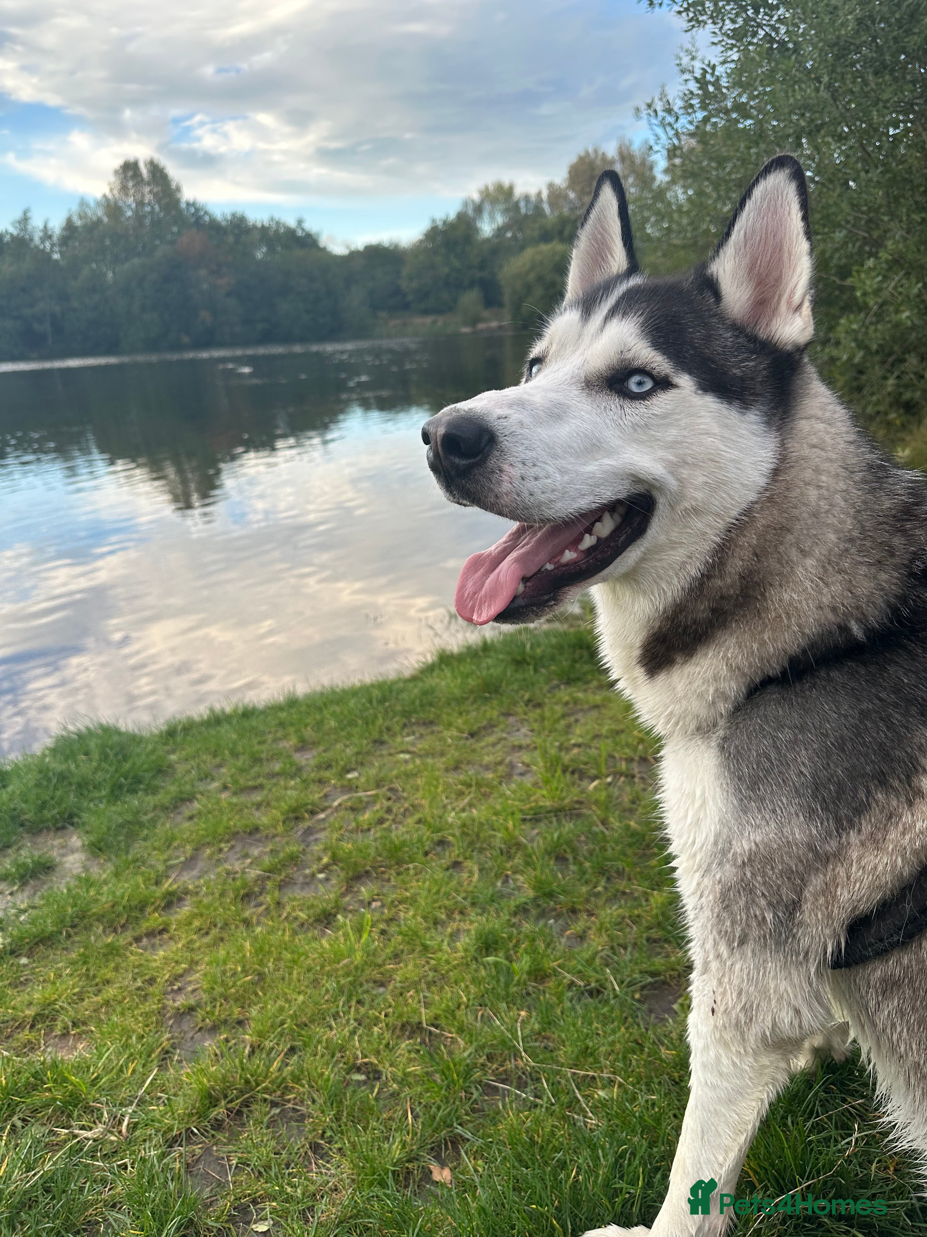 Siberian Husky dogs Purebred Siberian Husky  - Advert 1