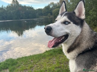 Siberian Husky dogs Purebred Siberian Husky - Advert 1