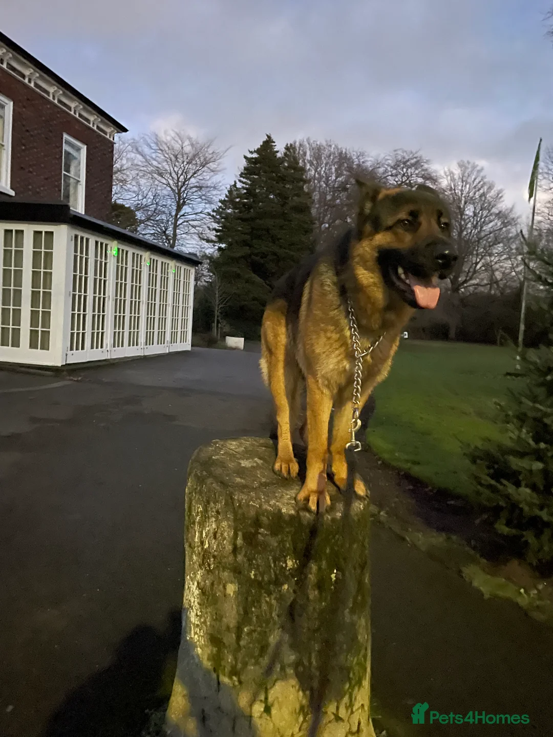 German Shepherd dogs for stud: German Shepherd  - Advert 5