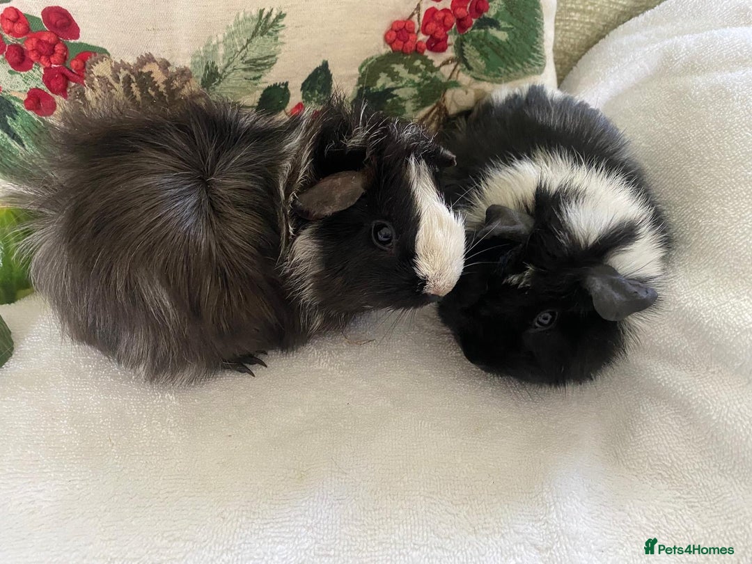Guinea Pig rodents for sale: RESERVED 2x beautiful baby guinea GIRLS - Advert 5