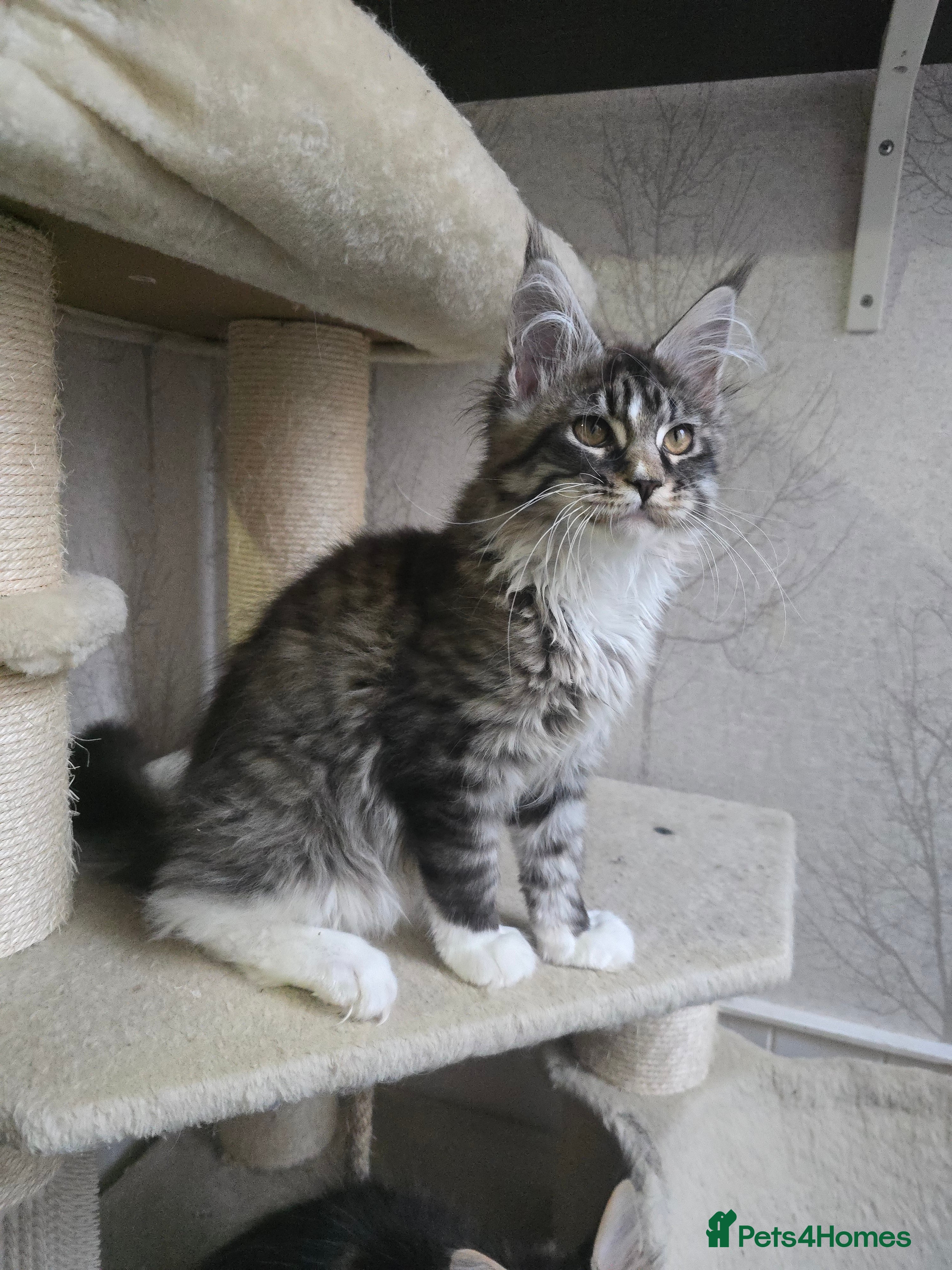 Maine Coon cats Stunning brown tabby bicolor boy tica registered - Advert 5