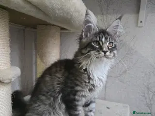 Maine Coon cats Stunning brown tabby bicolor boy tica registered - Advert 5