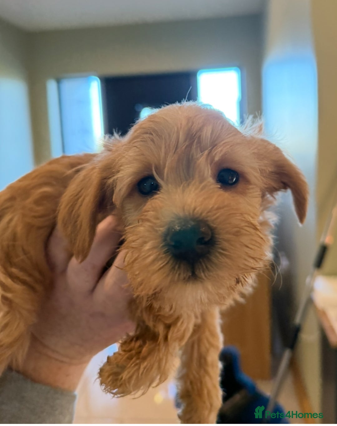 Mixed Breed dogs for sale: Toy/Mini Schnoodle Puppies  - Advert 20