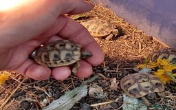 Tortoise reptiles for sale: HERMANNS TORTOISE BABIES HATCHED UK JULY 2025 - Image 5
