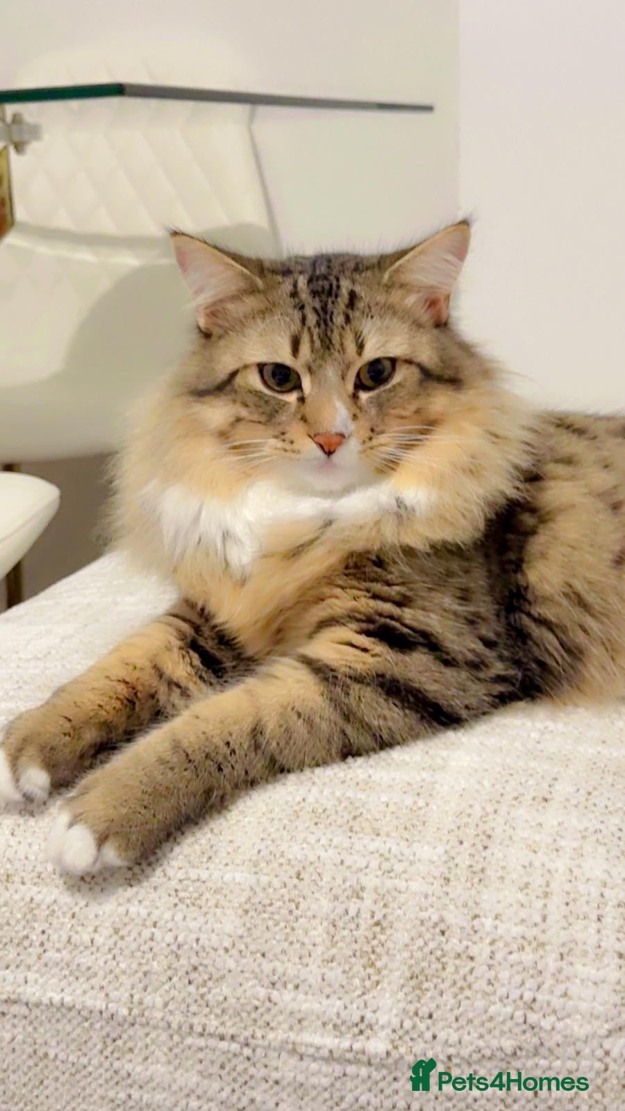 Maine Coon cats A Lovely Cat Looking for a Loving Forever Home 🏡 - Advert 3