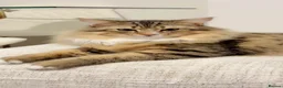 Maine Coon cats for sale: A Lovely Cat Looking for a Loving Forever Home 🏡 - Advert 1