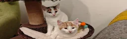 Mixed Breed cats for sale: Ginger-and-white boys and one Clico girl - Advert 27