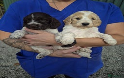 Cockapoo dogs for sale: Cockapoo Puppies  - Image 3