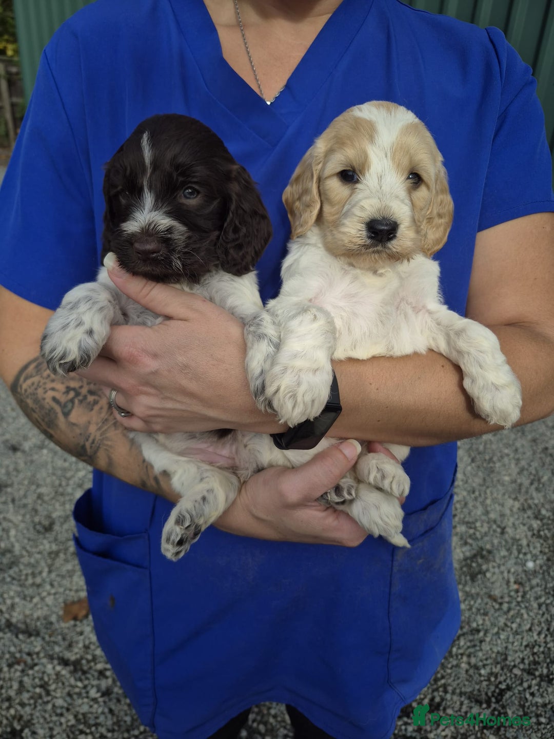 Cockapoo dogs for sale: Cockapoo Puppies  - Image 3