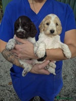 Cockapoo dogs - Advert 2