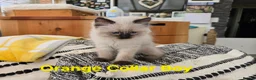 Ragdoll cats for sale: Beautiful ragdolls - Advert 13