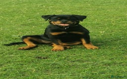 Rottweiler dogs for sale: Stunning Rottweiler Puppy - Image 3