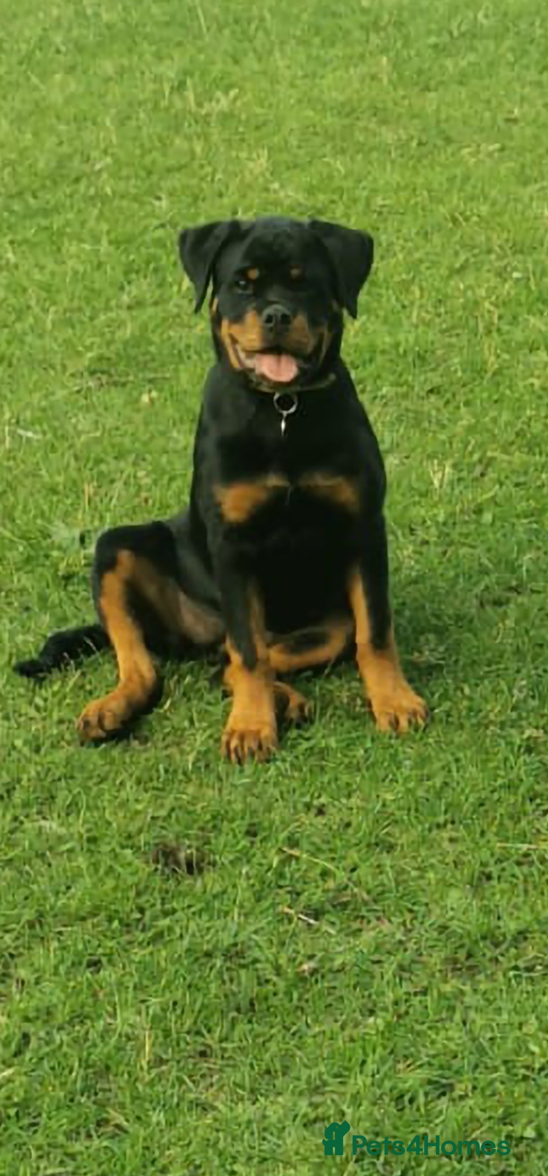 Rottweiler dogs for sale: Stunning Rottweiler Puppy - Image 3
