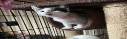 Mixed Breed cats for adoption: Rescue kittens ready for perfect homes! - Advert 3