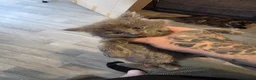 Maine Coon cats for sale: Russian mainecoon kittens  - Advert 10