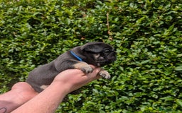 French Bulldog dogs for sale: Quality Frenchbulldog puppies carrying Fluffy  - Image 7