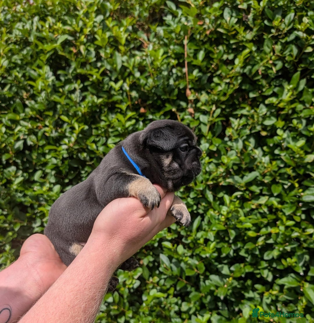 French Bulldog dogs for sale: Quality Frenchbulldog puppies carrying Fluffy  - Image 7